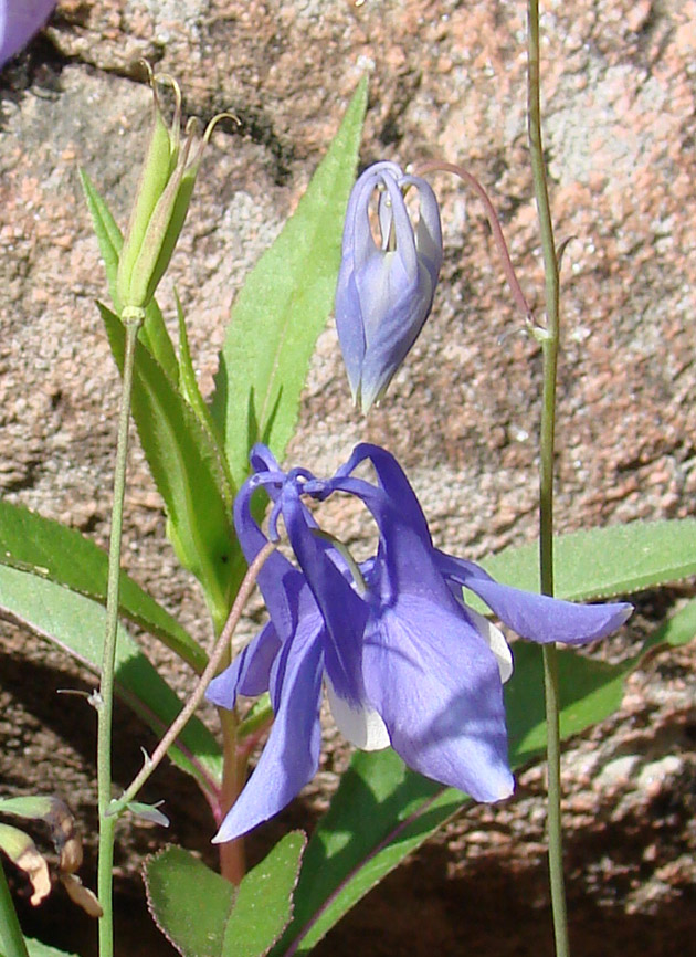 Image of Aquilegia amurensis specimen.