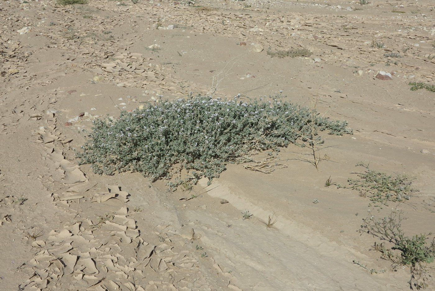 Image of Morettia canescens specimen.