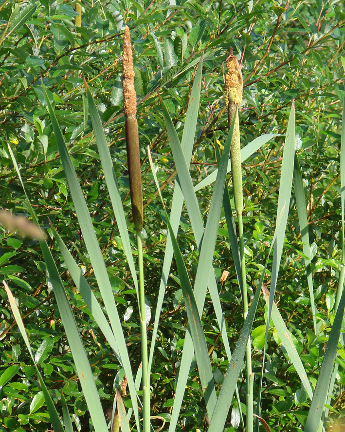 Image of Typha latifolia specimen.