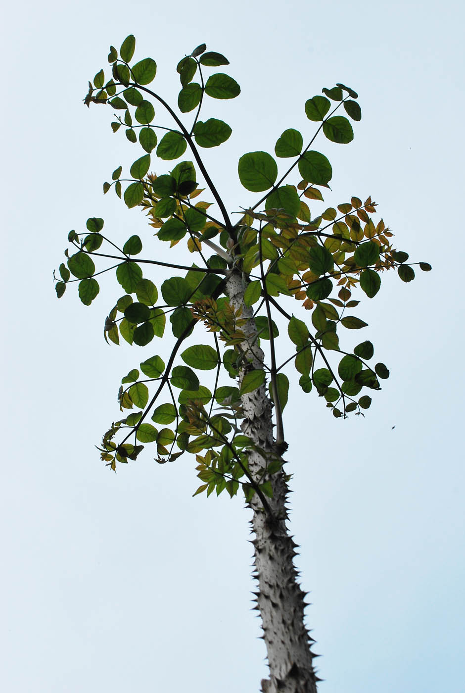 Image of Aralia elata specimen.