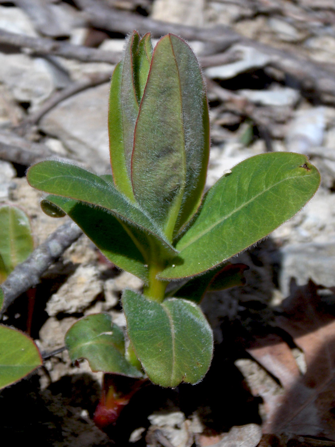 Image of Euphorbia tauricola specimen.