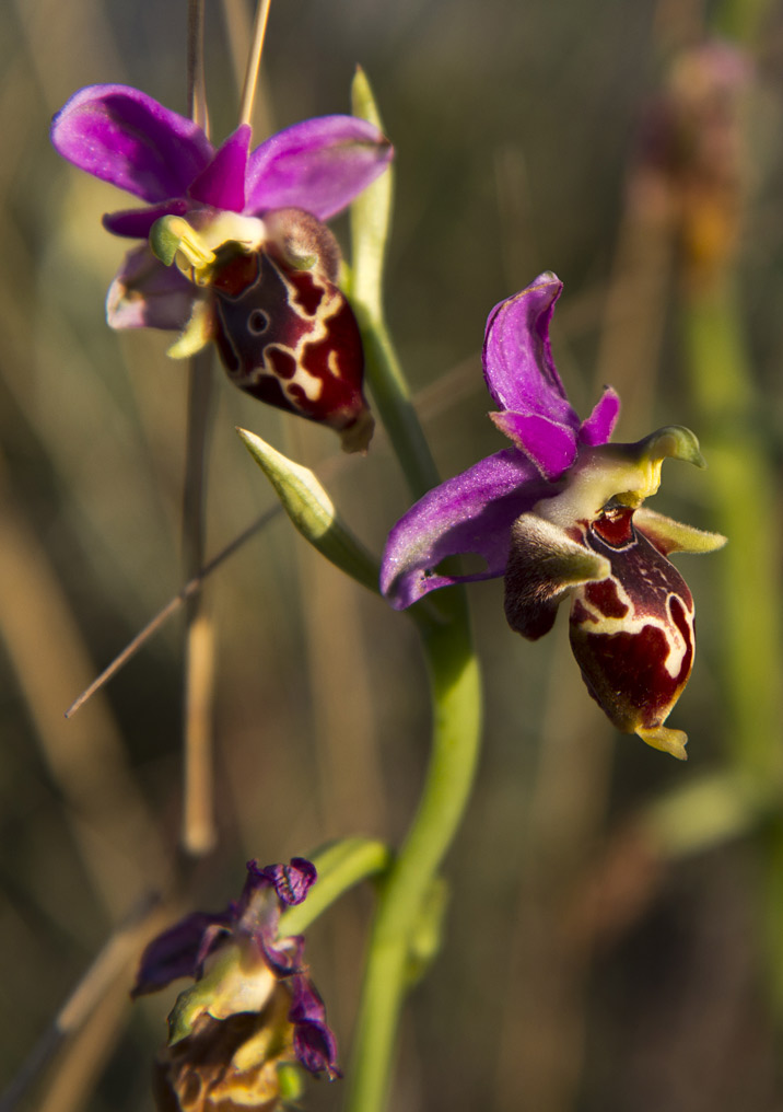 Изображение особи Ophrys oestrifera.