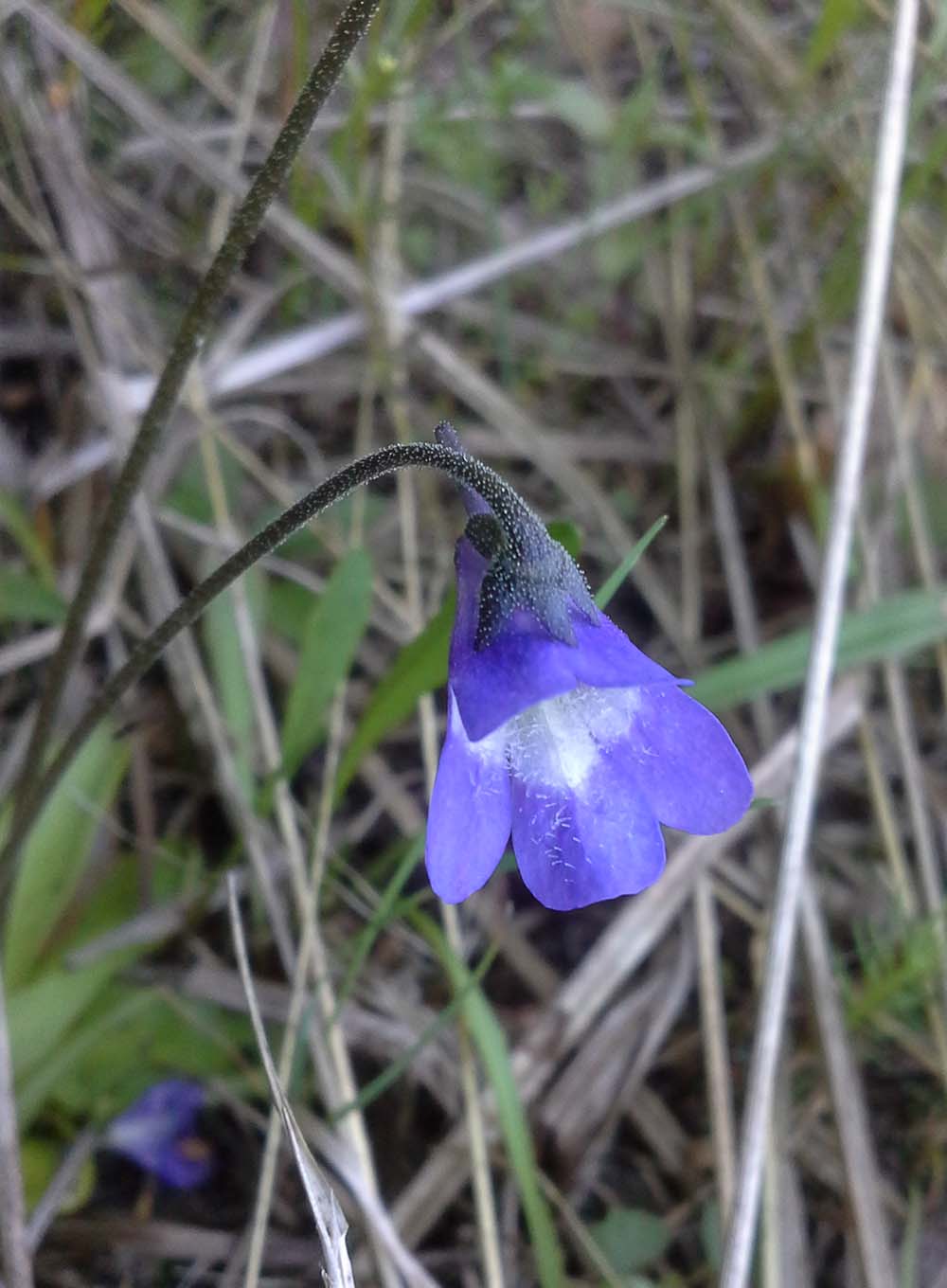 Image of Pinguicula vulgaris specimen.