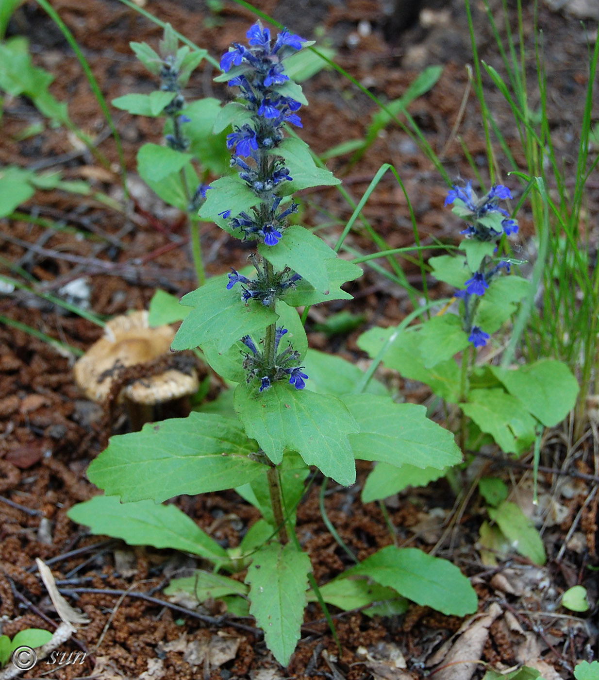 Изображение особи Ajuga genevensis.