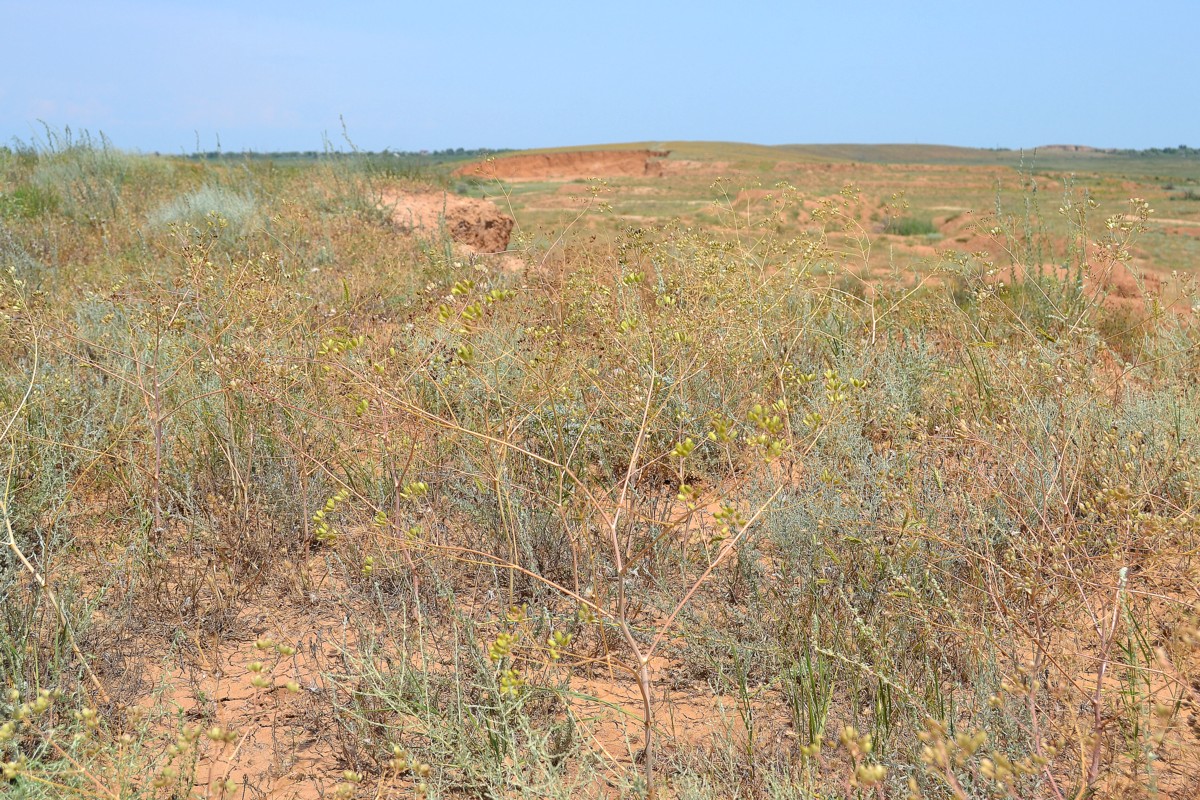 Image of Ferula caspica specimen.