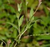 Oenothera rosea. Верхушка веточки с плодом. Израиль, Шарон, г. Тель-Авив, ботанический сад тропических растений, берег ручейка. 21.06.2016.