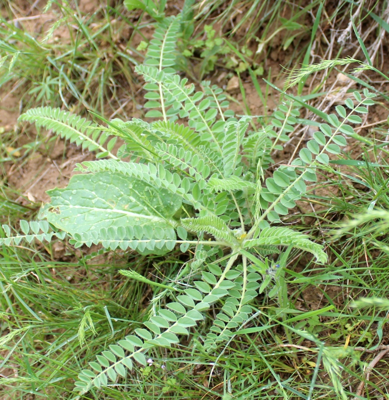 Image of genus Astragalus specimen.