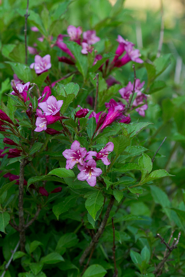 Image of Weigela hortensis specimen.