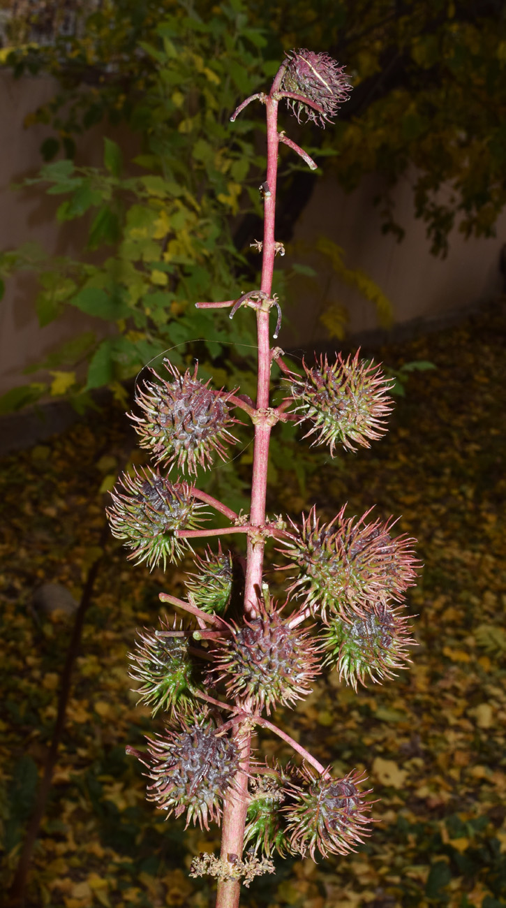 Изображение особи Ricinus communis.