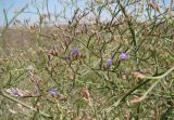 Limonium coriarium. Часть расцветающего растения. Краснодарский край, Анапский муниципалитет, окр. с. Витязево, берег Витязевского лимана со стороны Витязевской косы. 22.08.2015.