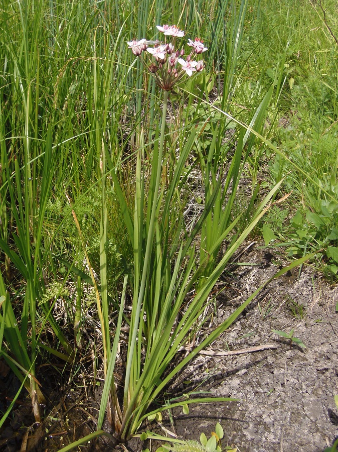 Image of Butomus umbellatus specimen.