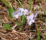 Viola selkirkii. Цветущее растение. Иркутская обл., Шелеховский р-н, окр. с. Шаманка, опушка сосново-берёзового леса. 10.05.2016.