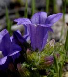 род Campanula