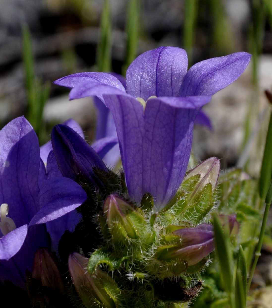 Изображение особи род Campanula.