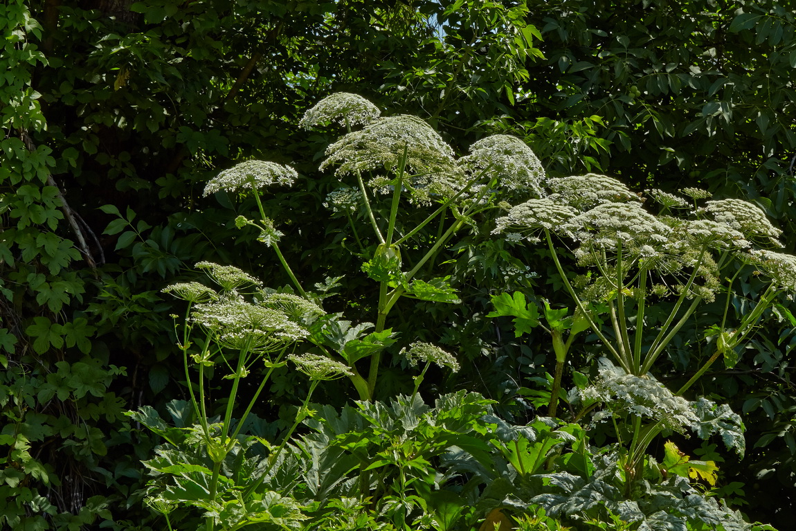 Image of Heracleum mantegazzianum specimen.