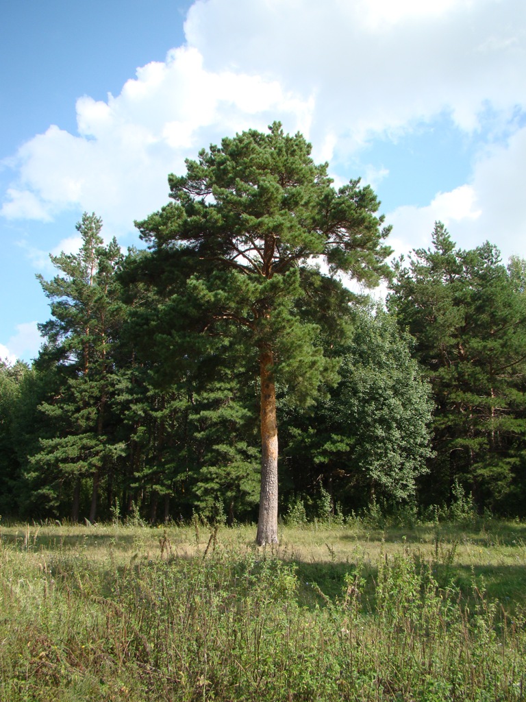 Изображение особи Pinus sylvestris.