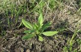 Смотреть изображение Cephalaria transsylvanica