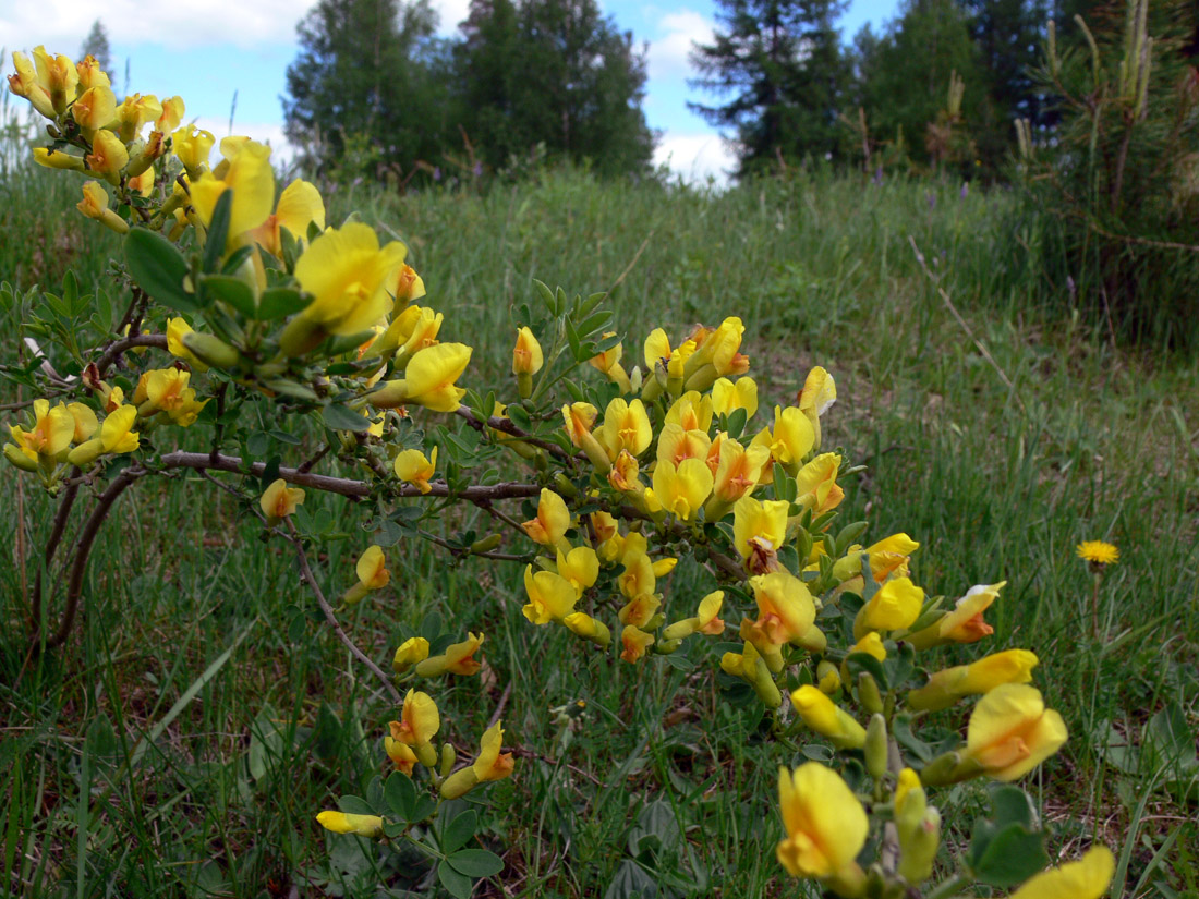 Изображение особи Chamaecytisus ruthenicus.