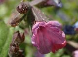 Pulmonaria officinalis. Цветок. Москва, Воронцовский парк, лужайка в дубовой роще, в культуре или одичавшее. 15.05.2017.