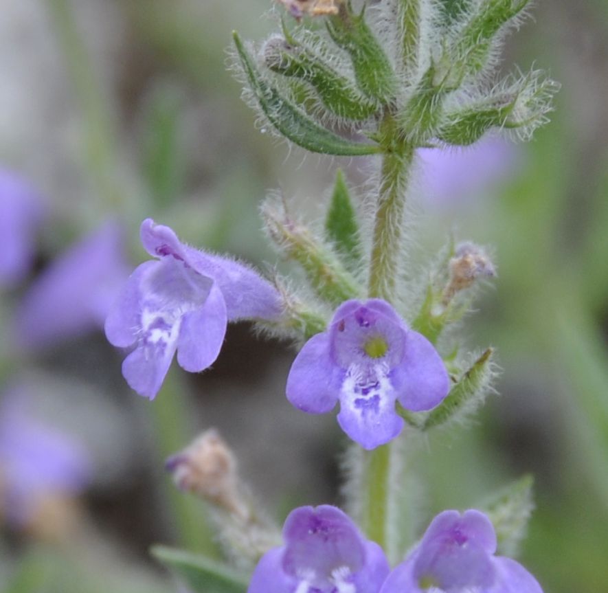 Image of Ziziphora villosa specimen.