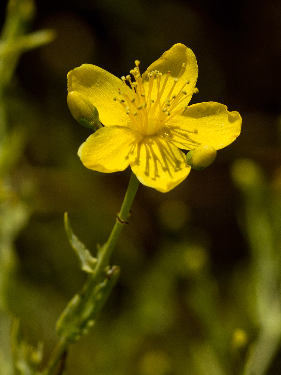 Image of Hypericum triquetrifolium specimen.