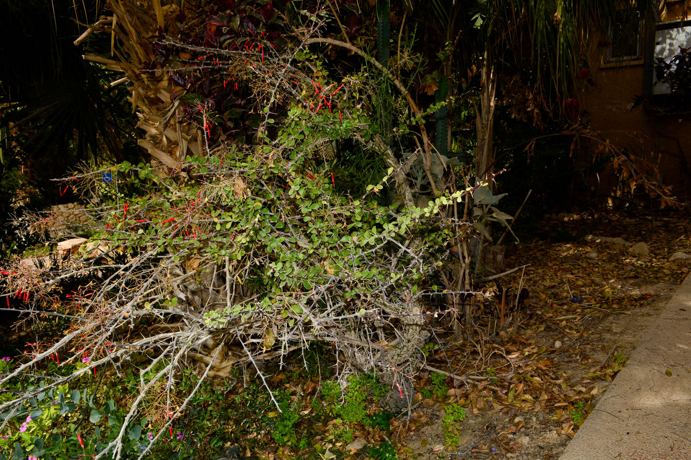 Image of Fouquieria macdougalii specimen.