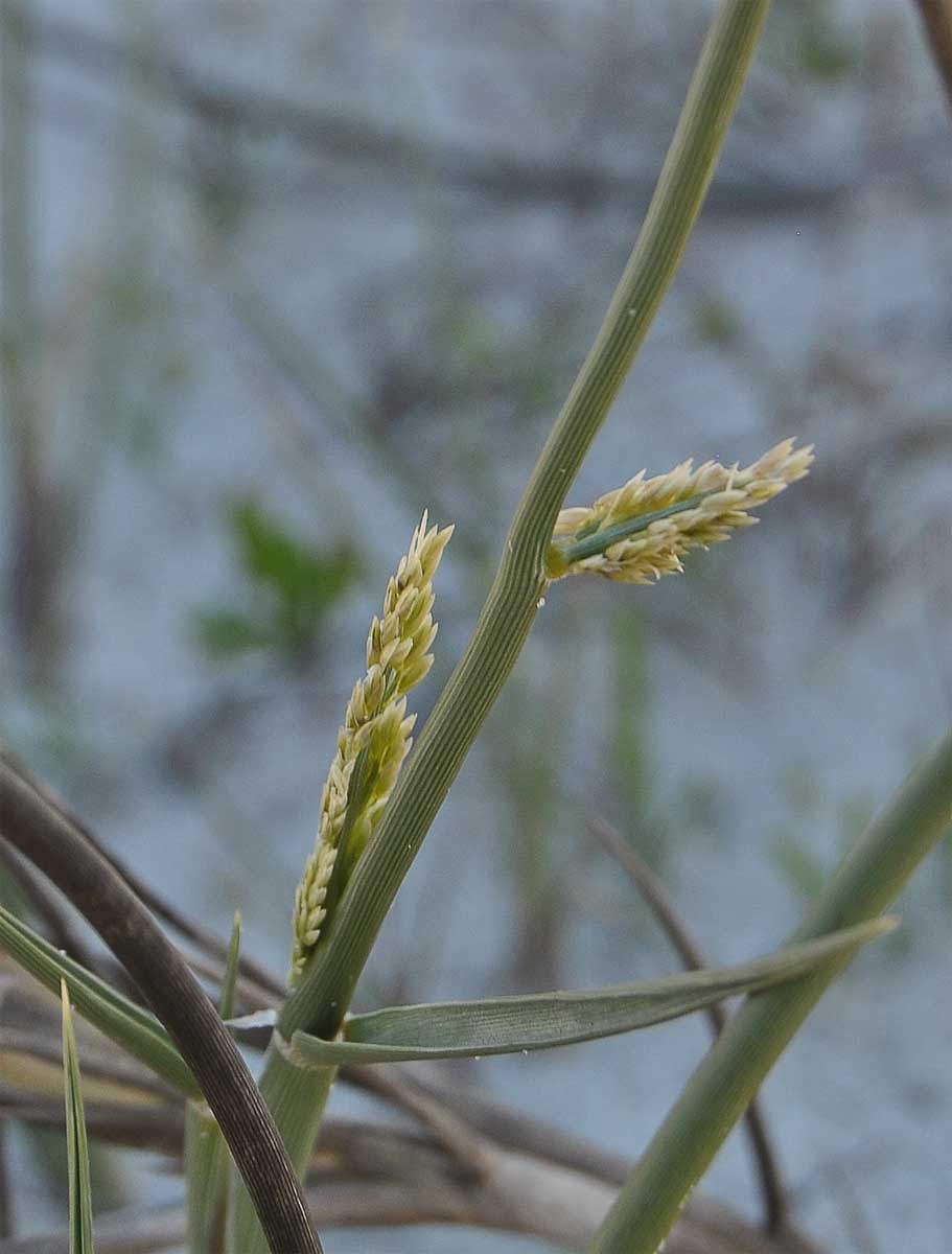 Изображение особи Cladoraphis cyperoides.