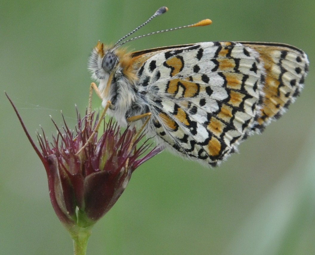 Image of Dianthus cruentus specimen.