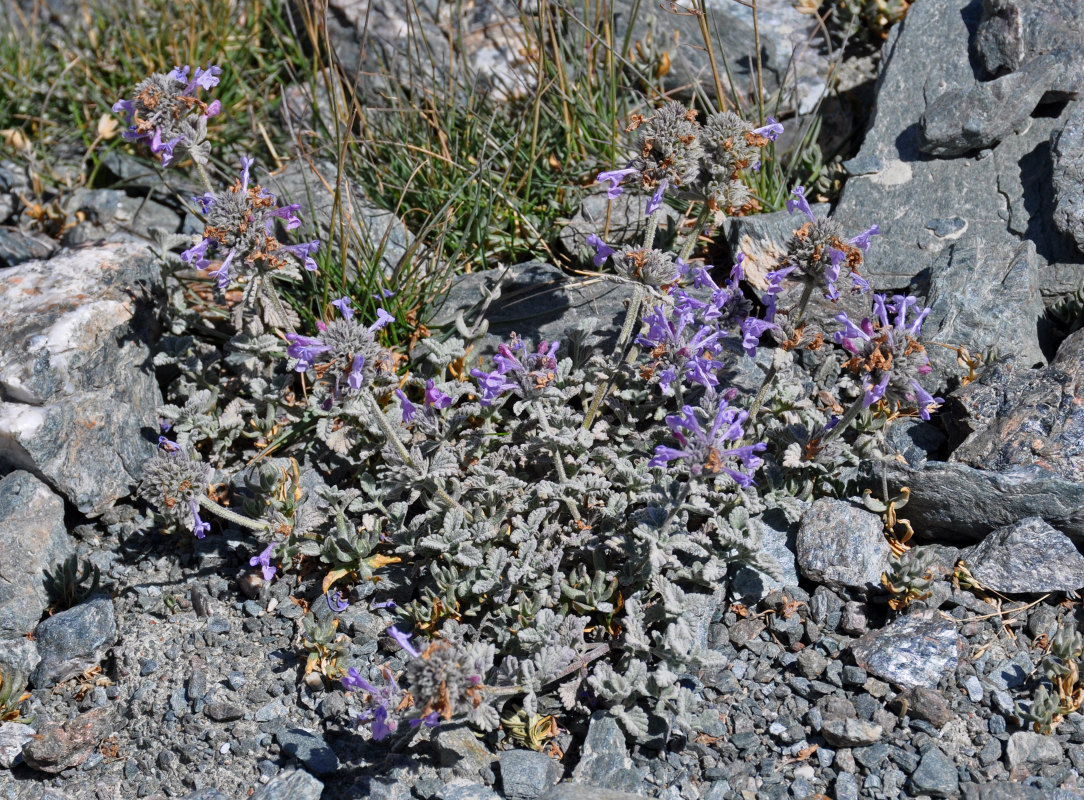 Image of Nepeta kokanica specimen.