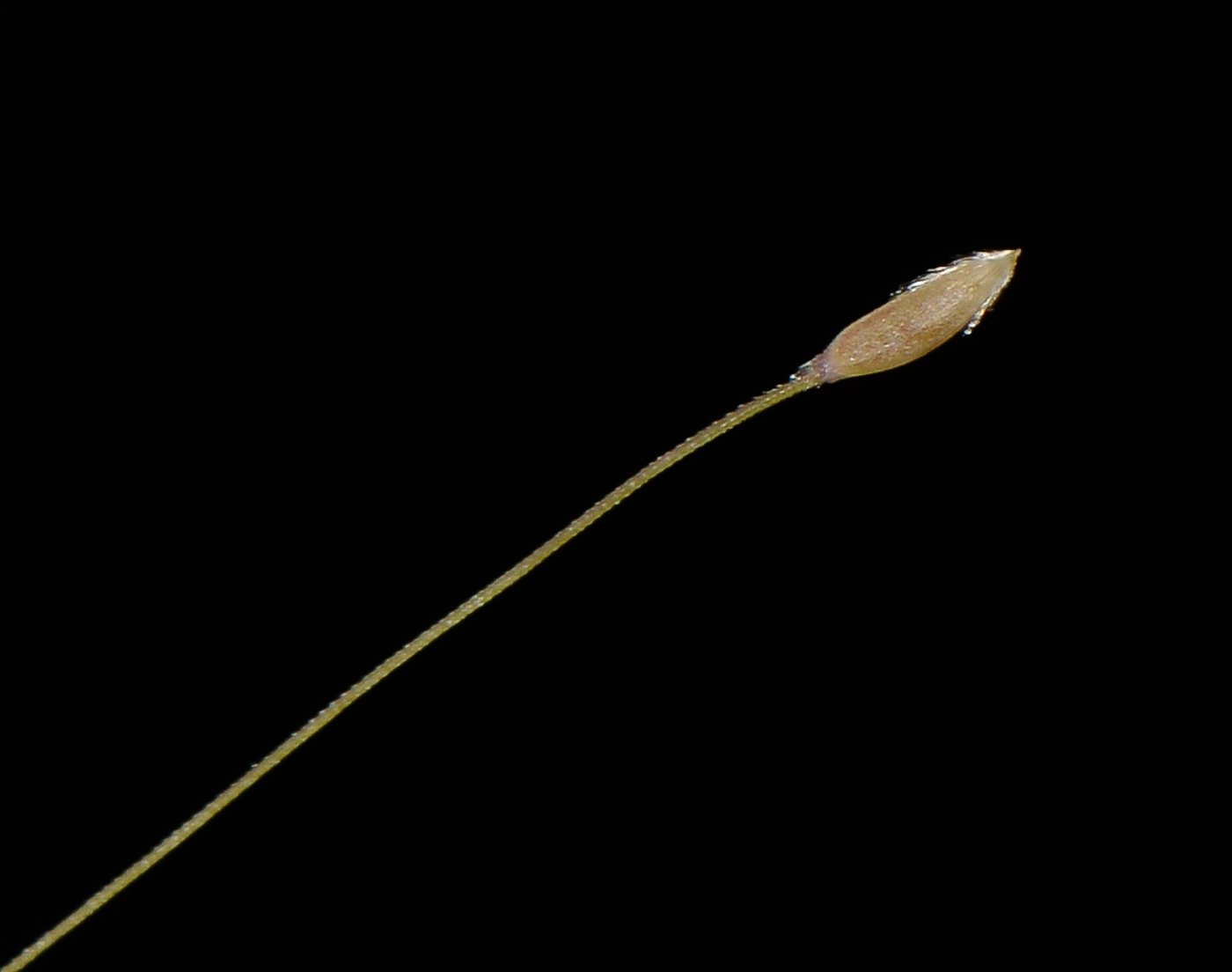 Изображение особи Nassella tenuissima.