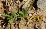 Anthemis chia