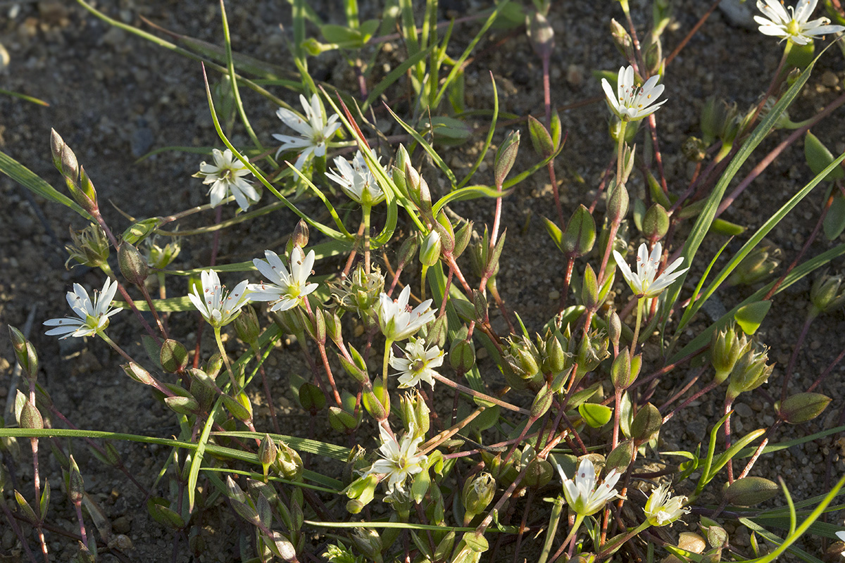 Изображение особи Stellaria humifusa.