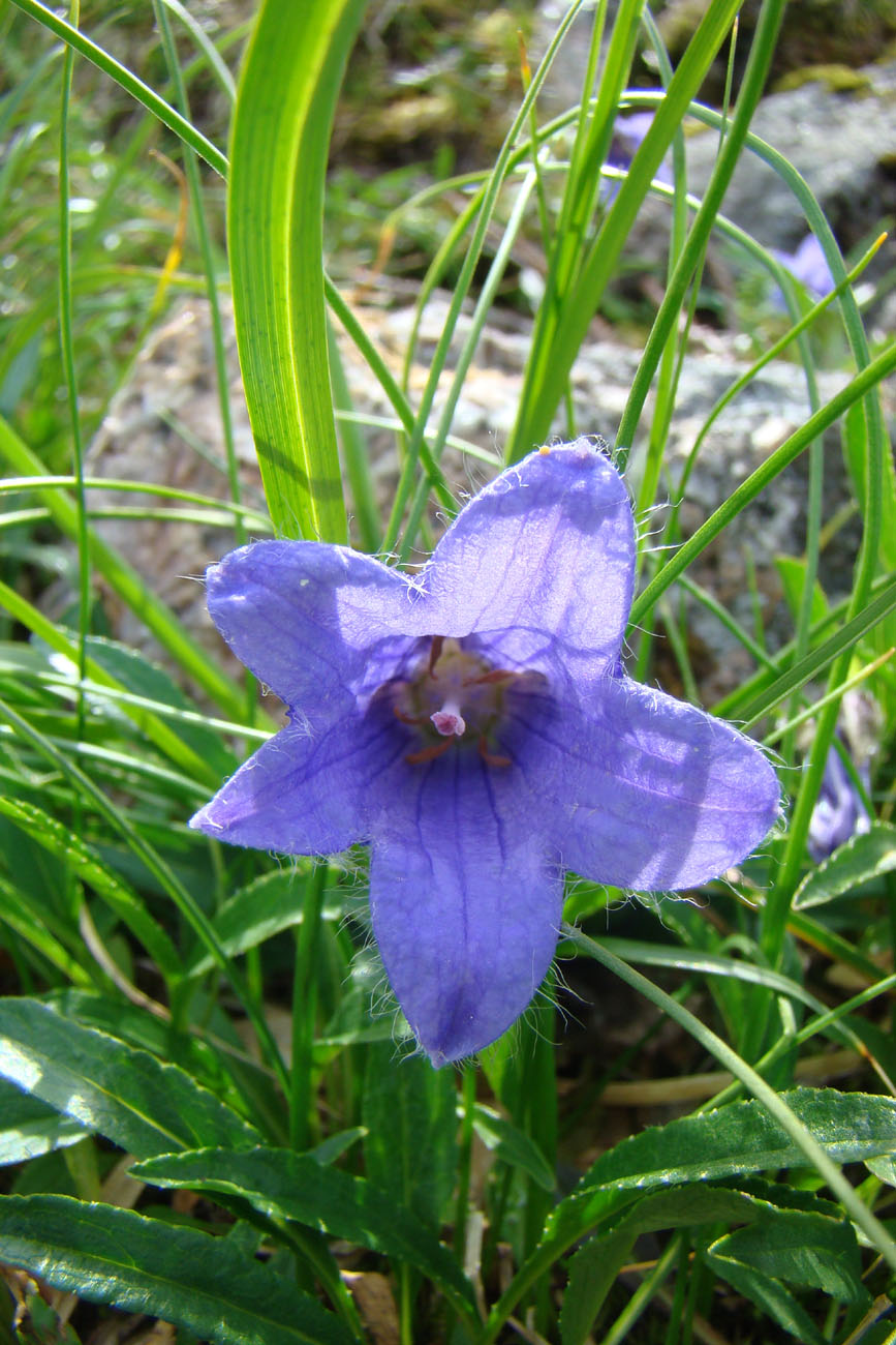 Изображение особи Campanula dasyantha.