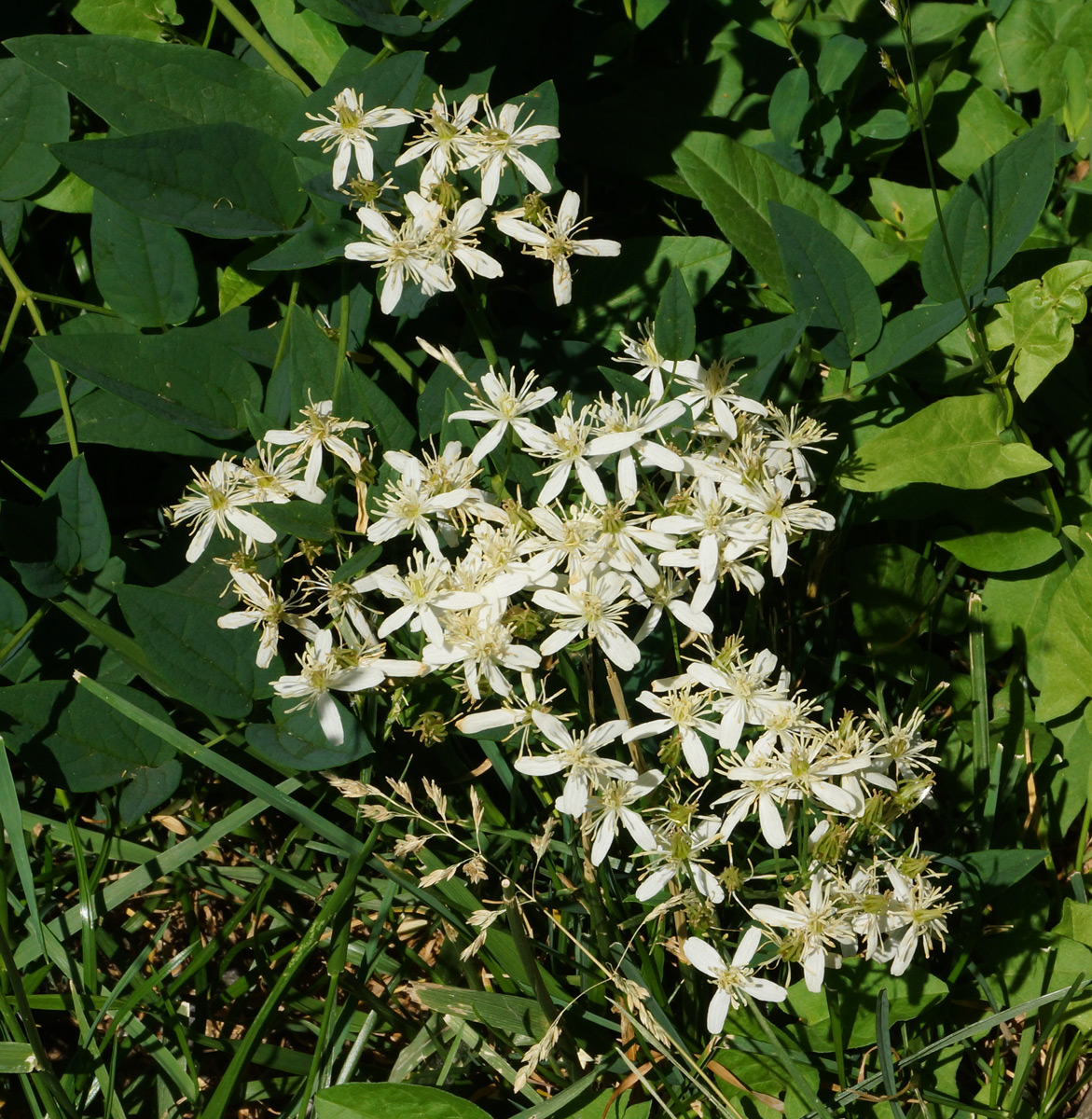 Изображение особи Clematis lathyrifolia.