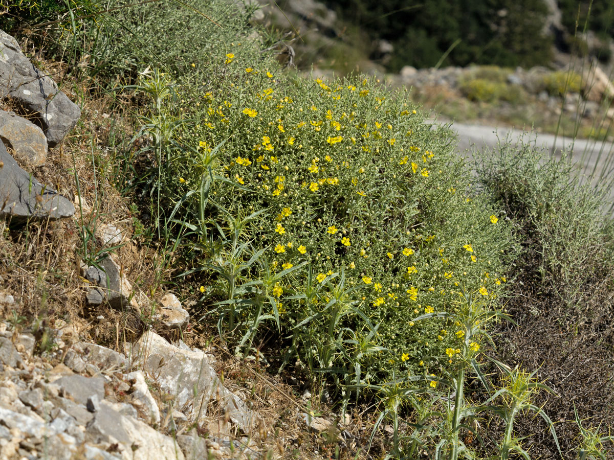 Image of Verbascum spinosum specimen.