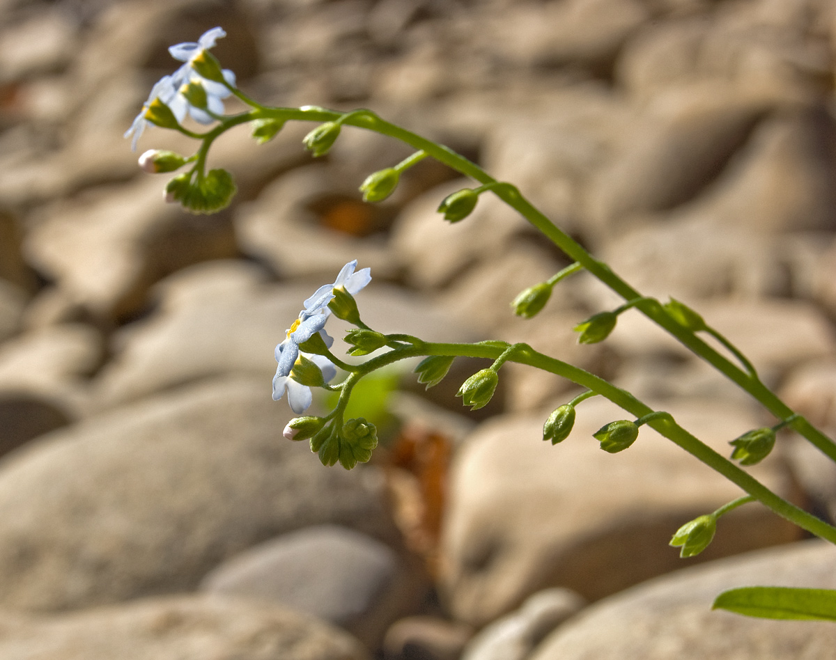 Изображение особи Myosotis palustris.