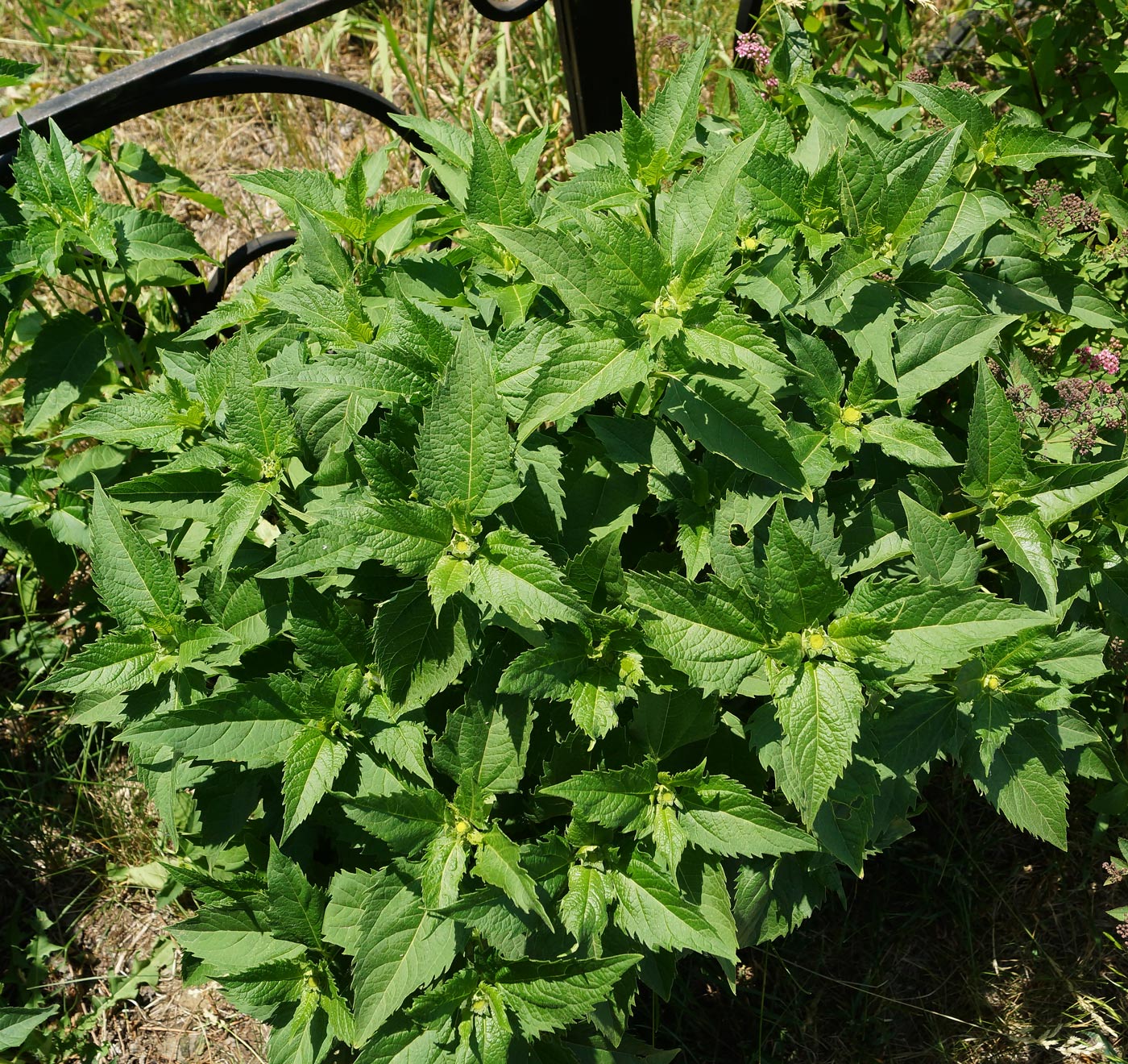 Изображение особи Heliopsis helianthoides ssp. scabra.