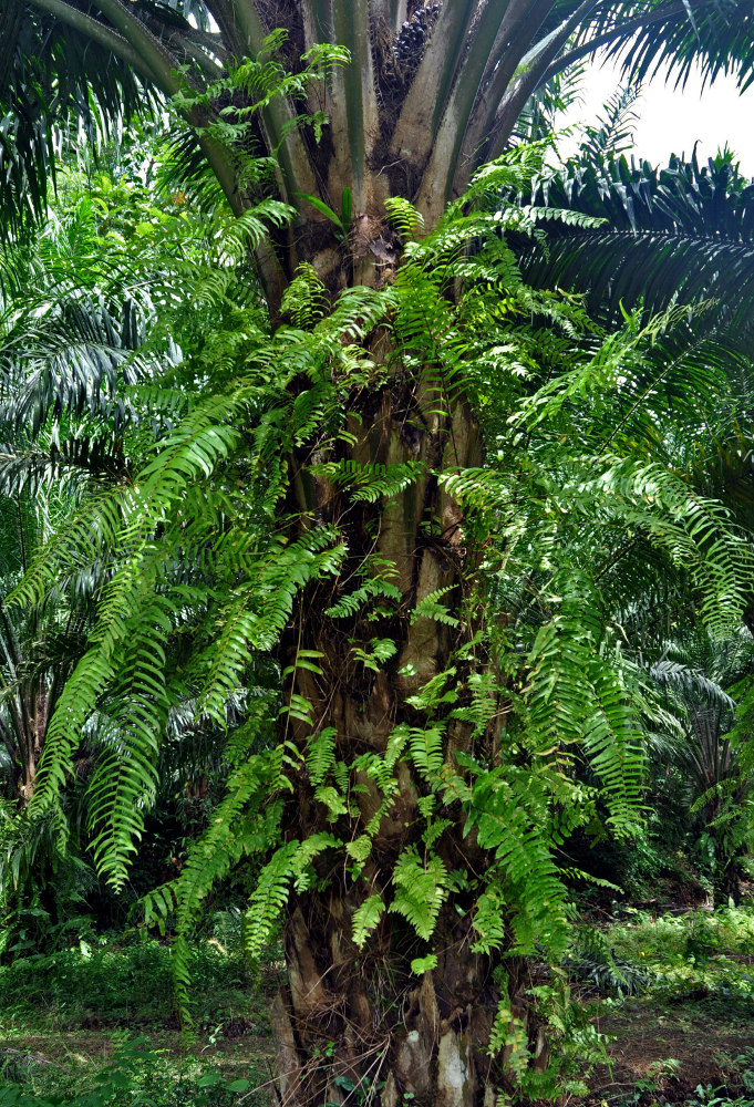 Image of Nephrolepis acutifolia specimen.