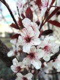 род Prunus. Цветки. Москва, Тверской р-н, Тверская пл., в культуре. 20.04.2018.