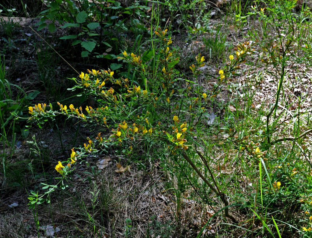 Изображение особи Chamaecytisus ruthenicus.