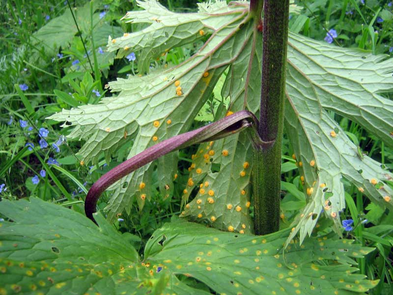 Image of Aconitum leucostomum specimen.