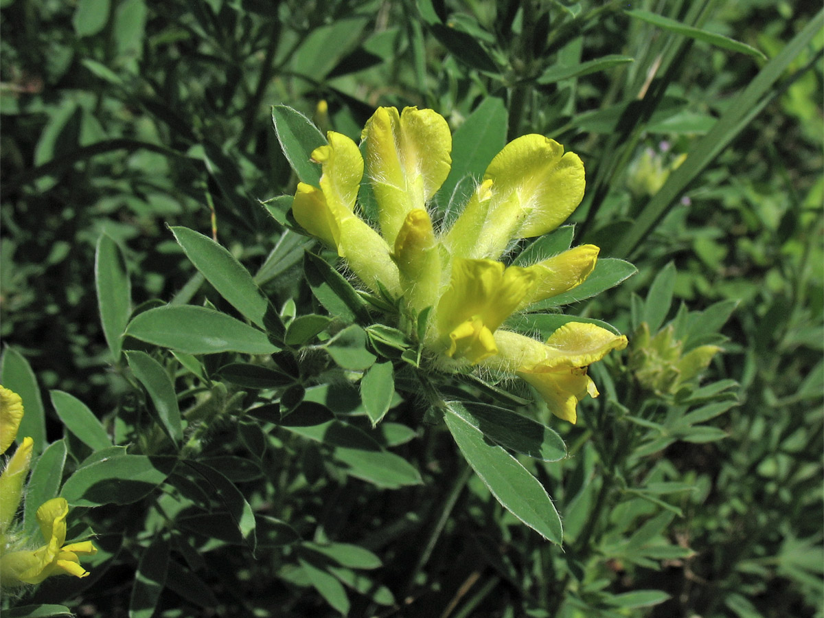 Image of Chamaecytisus rochelii specimen.