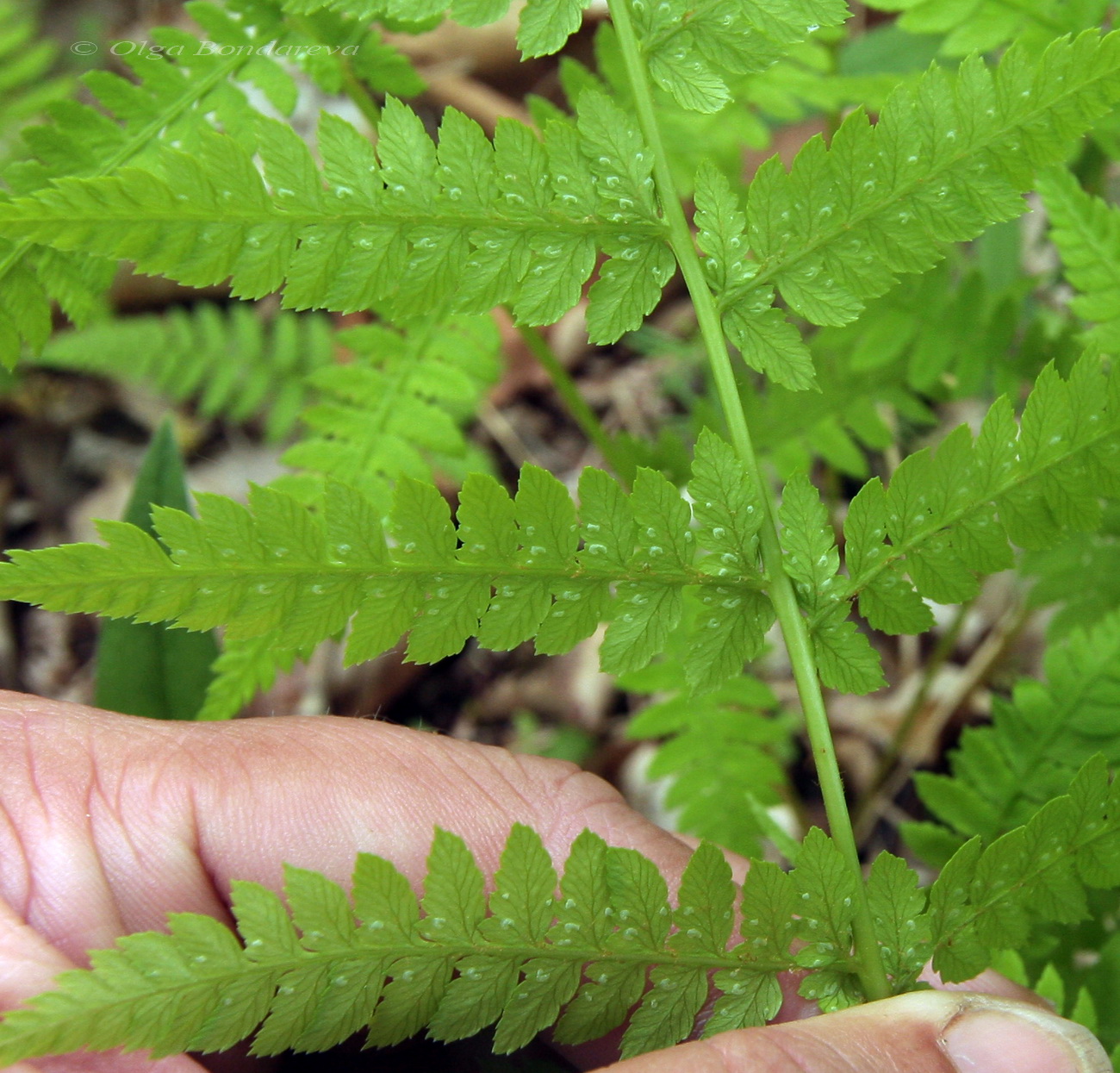 Image of genus Athyrium specimen.