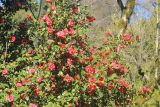 Camellia japonica. Часть кроны цветущего растения. Абхазия, г. Сухум, Ботанический сад, в культуре. 7 марта 2016 г.