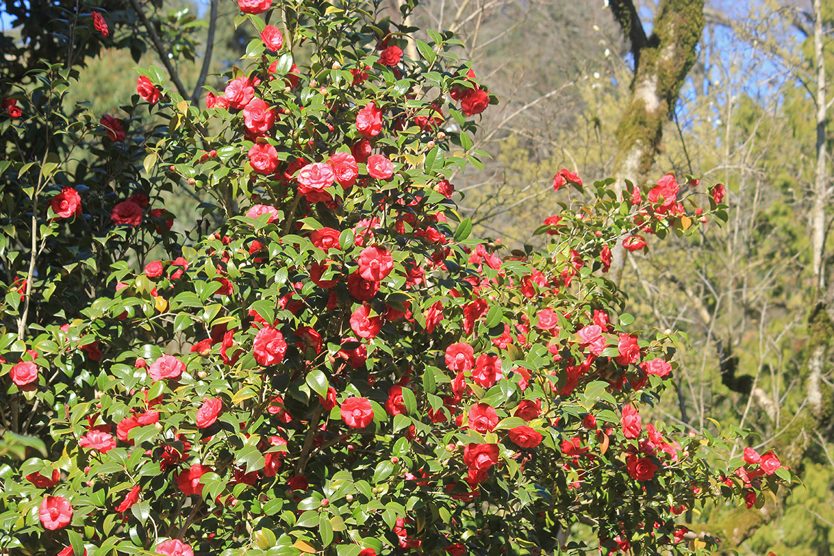 Изображение особи Camellia japonica.