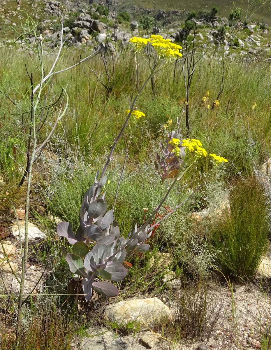 Изображение особи Othonna parviflora.