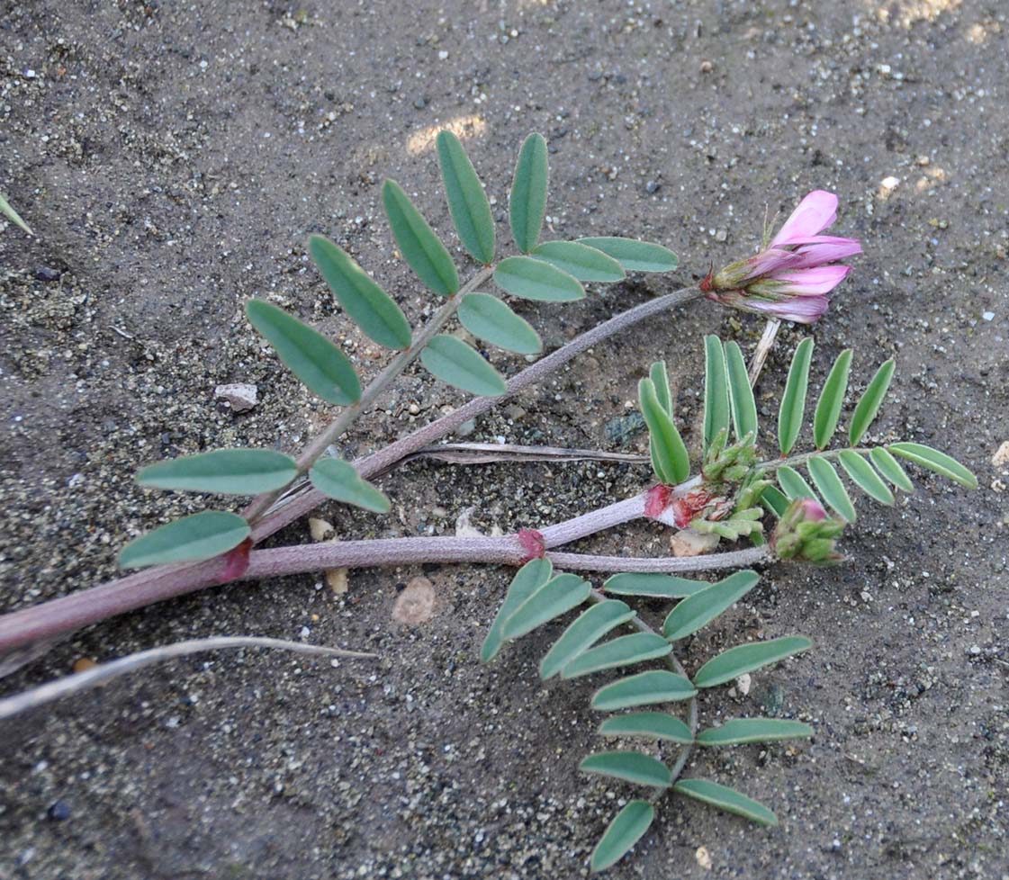 Image of Hedysarum spinosissimum specimen.