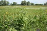 Inula helenium