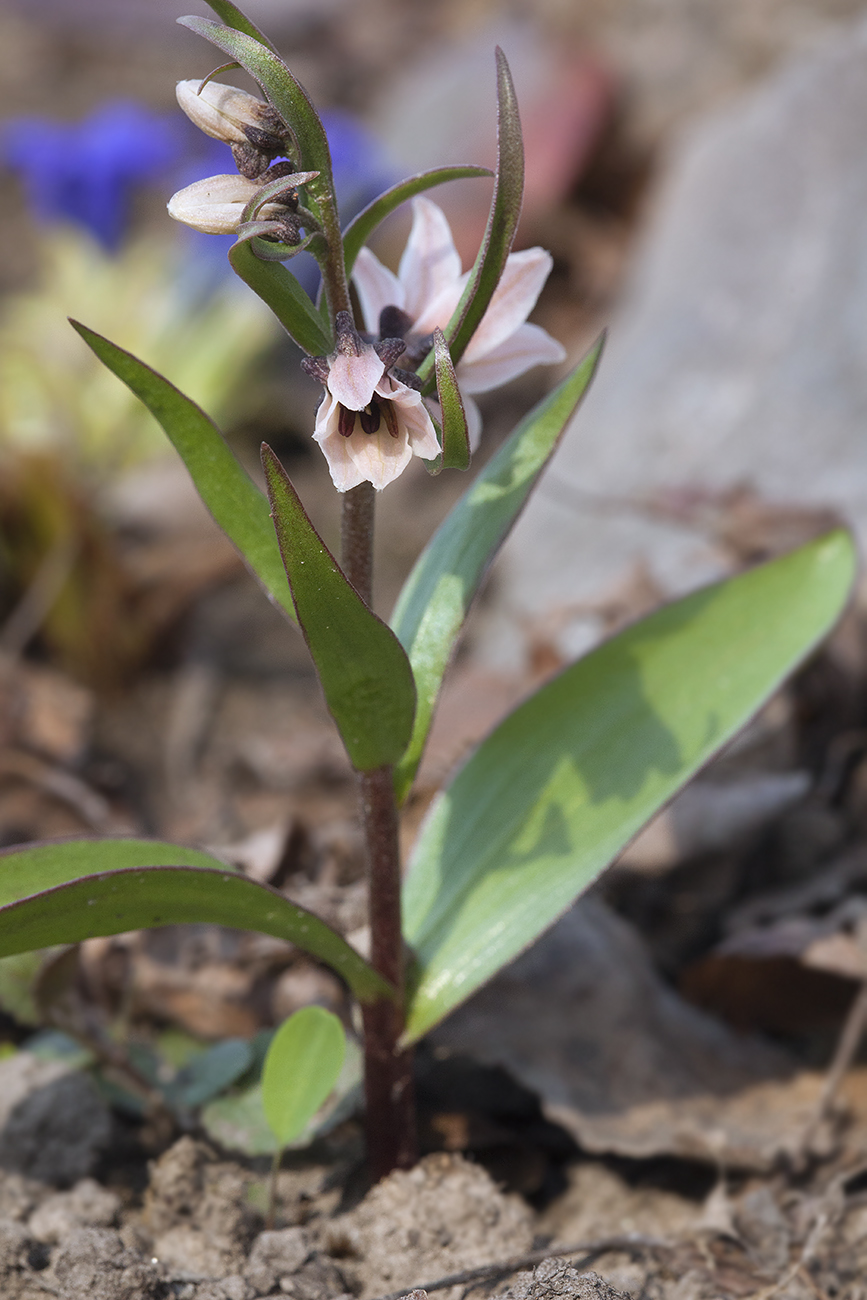 Image of Rhinopetalum stenantherum specimen.