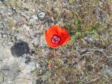 Papaver pavoninum